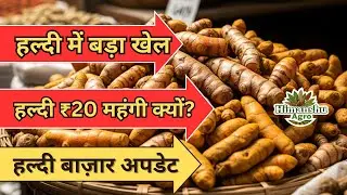 हल्दी बाज़ार में उतार&ndash;चढ़ाव क्यों? | नई फसल में देरी, स्टॉक कम | Turmeric Market Outlook