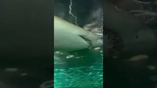 Shark Blood Detection