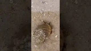 Strandschnecke mit Seepocken