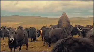 Tibetan wild yak.