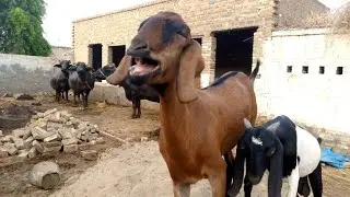 Bakri ki awaaz,Goat Voice sound