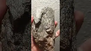 DINOSAUR BONE  🦖🦕