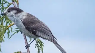 Grey Jay Call Video: Bird Songs Eastern North America- Canada Jay Sound Effects for Sleep Relaxation
