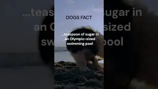 Is this true of your dog? Tell me in the comments👍#shorts