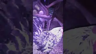 Angry cock