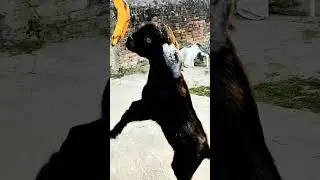 Amazing 😨stunt💪 by goat❤️#shorts #animallover
