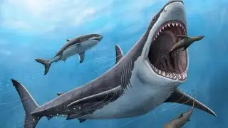 'Megalodon sharks' were warm-blooded with body temp of 27˚C, proves study