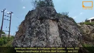 &Tau;&omicron; &sigma;&pi;ά&nu;&iota;&omicron; & &kappa;&iota;&nu;&delta;&upsilon;&nu;&epsilon;ύ&omicron;&nu; &Alpha;&tau;&tau;&iota;&kappa;ό&psi;&alpha;&rho;&omicron; (Pelasgus marathonicus) &sigma;&tau;&omicron;&nu; &Epsilon;&rho;&alpha;&sigma;ί&nu;&omicron; &pi;&omicron;&tau;&alpha;&mu;ό &sigma;&tau;&eta;&nu; &Beta;&rho;&alpha;&upsilon;&rho;ώ&nu;&alpha; &Alpha;&tau;&tau;&iota;&kappa;ή&sigmaf;.