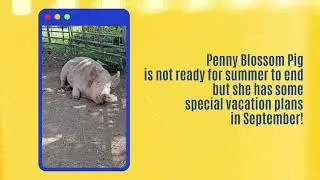 Unity Farm Sanctuary August 2025 Summer is still here! 1080p