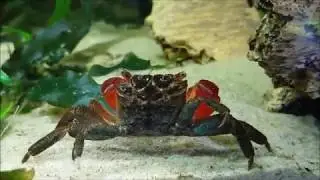 How to care of red claw crabs (Perisesarma bidens) part 2