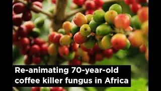 Researchers re-animate 70-year-old coffee killer fungus in Africa