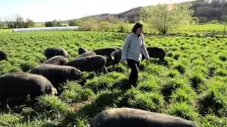 WEBSERIE METIERS AGRICOLES #3 Eleveuse du porc noir de Bigorre, dans les Hautes-Pyr&eacute;n&eacute;e
