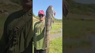 Beautiful snakehead fish #indianfishingafsar #fishing #fish #snakeheadfishinginindia #maralfish #vir