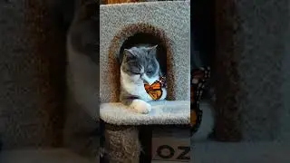 Елизавета поймала бабочку. #cat #cute #amazingpets