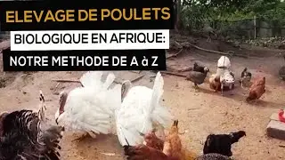 Elevage de Poule Biologique en Afrique: Notre METHODE de A á Z