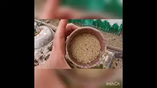 Мой опыт содержания и кормления иволги в вольере.