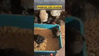 kadaknath ko brooding kaise kare #video