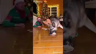 Trust me BLINKO win always 😂😂🔥 #dog #dogs #shorts