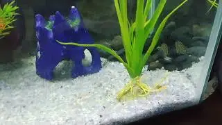 Feeding my juvenile goby and dovii