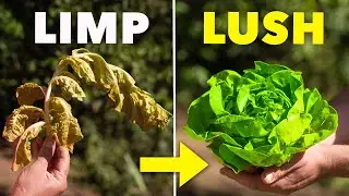 STOP Salad Crops Failing in Summer (Beat the Heat)