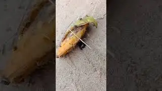 Beetle Lifting 2000 Times His Body Weight