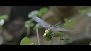 Cinematic Animation rendered with D5 |Scenic wonder| D5 Render Challenge II Entry