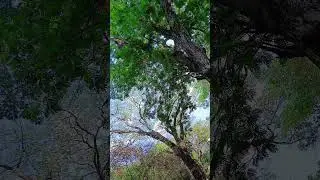 Mysore zoo #mysore #mysorezoo #karnataka #trees #trendingshorts #lukedavidsonshortsvideo