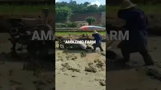 trucktor clean of rice field so amazing #sorts #sortviral