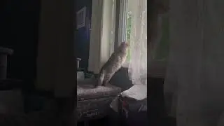 Shadow lonely. #kitty #animal #windows