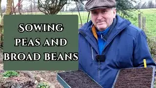 Sow your broad bean and pea seeds now, make an early start for spring.