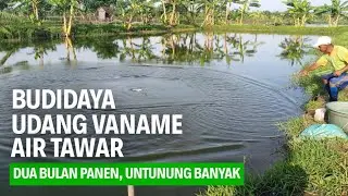 BUDIDAYA VANAME AIR TAWAR, DUA BULAN DAPAT UANG | @AGROTV9
