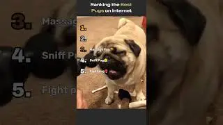 The BEST Pugs on the internet😂😂 #pug #ranking #funny #pugshortsvideo