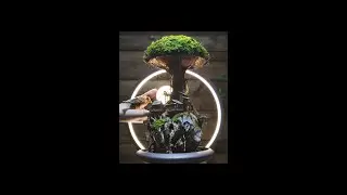 making a mini mushroom garden part 2 #shorts