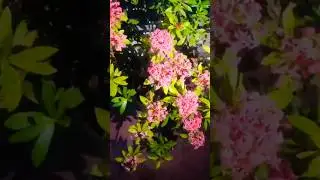 গুলবাহার 😍💞💞😍 #nature #flowers #plants #love #garden #flowergarden