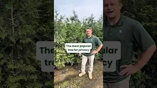 Fast Growing Trees | Thuja Green Giants 🌲 #privacytrees #privacyhedge #landscaping