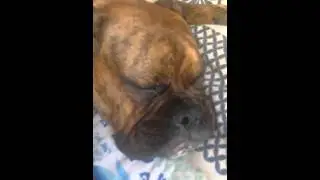 Bulldogs are funny when they sleep, watch Ziggy twitch