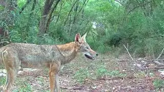 Texas Trail Camera Wildlife Summer 2025