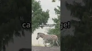 Zebra Playtime: Forest Adventures!