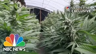 California AG Cracking Down On Human Trafficking On Marijuana Farms: Exclusive