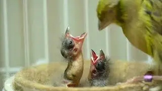 El Timbrado paso a paso.