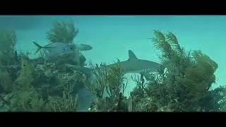 Sharks and more in Bahamas 2025