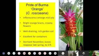 Ginger for Tropical Flair: Gardening on the Gulf Coast Series