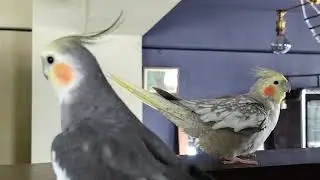 みずぽん一家　レッツ／礼都（れつ）はみるママ／見畄（みる）と遊びたくて雄叫びで風浴びを邪魔しまくる(*≧m≦*)