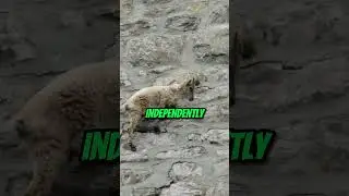 Goats that challenge 