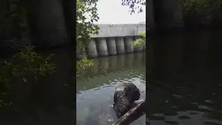 spot mancing paling adem dam ijo muara baru #shorts #fypmancing #mancingmania #mancingdilaut #damijo