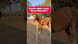Feno e ra&ccedil;&atilde;o n&atilde;o bastam: o que falta pra seu cavalo ganhar massa