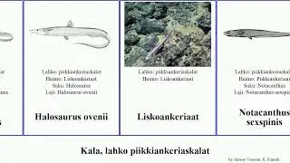 Kala, lahko piikkiankeriaskalat fish Halosaurus Fuse macrochir Liskoankeriaat French sexspinis