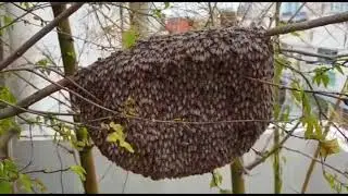 Bee Hive Found on a Commercial Building - Pest Control Singapore