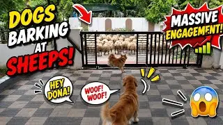 🐶Dogs Barking at sheeps||Dogs barking|| #cutedogs #barkingdog  #labrador   #sheepvideos
