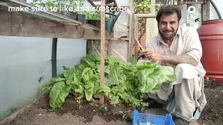 how to grow Organic spinach